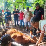 Gotong Royong Jadi Roh Kurban, DPC PDIP Kabupaten Blitar Tebar Semangat Bung Karno