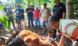 Ketua DPC PDIP Kabupaten Blitar Rijanto (rompi merah) saat memimpin kegiatan kurban sapi di kantor DPC Gotong Royong Jadi Roh Kurban, DPC PDIP Kabupaten Blitar Tebar Semangat Bung Karno