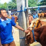 Mas Ibin Ajak Beli Hewan Kurban di Pasar Dimoro Kota Blitar: Saya Juga Beli Di Sini