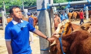 Mas Ibin Ajak Beli Hewan Kurban di Pasar Dimoro Kota Blitar: Saya Juga Beli Di Sini