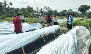 DKPP Kabupaten Blitar Bantu Petani Tembakau Tingkatkan Varietas Unggul untuk Tembus Pasar Premium melalui DBHCHT