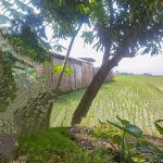 Warga Resah, Limbah B3 Diolah Ilegal di Kesamben Jombang