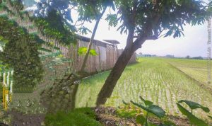 Warga Resah, Limbah B3 Diolah Ilegal di Kesamben Jombang