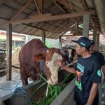 DKPP Kota Blitar Siapkan 60 Dokter Hewan Kawal Idul Adha 2025, Pastikan Kesehatan Daging Kurban