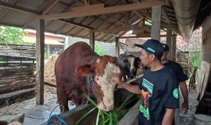 sapi prabowo yang dibeli dari warga jatimalang kota blitar untuk idul adha 2025 DKPP Kota Blitar Siapkan 60 Dokter Hewan Kawal Idul Adha 2025, Pastikan Kesehatan Daging Kurban