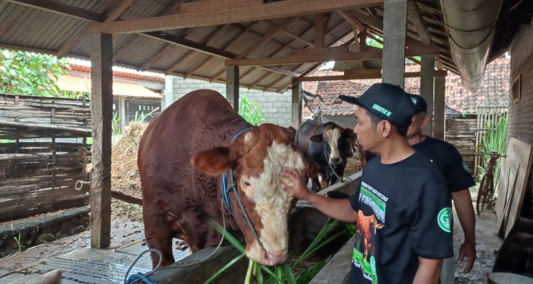 DKPP Kota Blitar Siapkan 60 Dokter Hewan Kawal Idul Adha 2025, Pastikan Kesehatan Daging Kurban