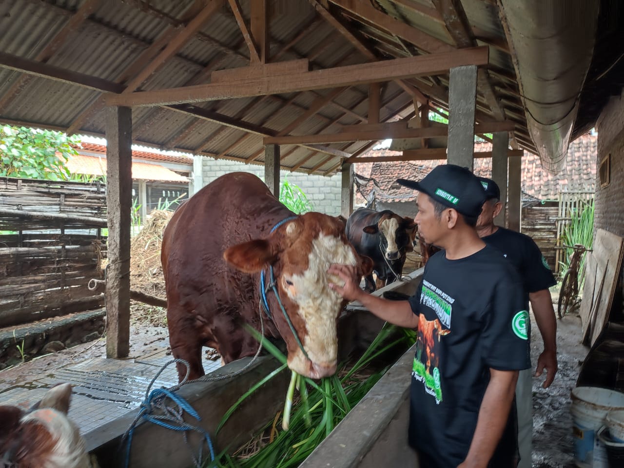 DKPP Kota Blitar Siapkan 60 Dokter Hewan Kawal Idul Adha 2025, Pastikan Kesehatan Daging Kurban