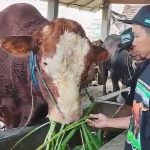 Sapi 984 Kg Peternak Blitar Jadi Kurban Presiden Prabowo