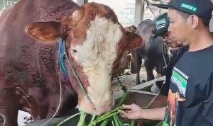 sapi simmental blitar prabowo idul adha 2025 Sapi 984 Kg Peternak Blitar Jadi Kurban Presiden Prabowo