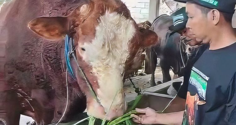 Sapi 984 Kg Peternak Blitar Jadi Kurban Presiden Prabowo