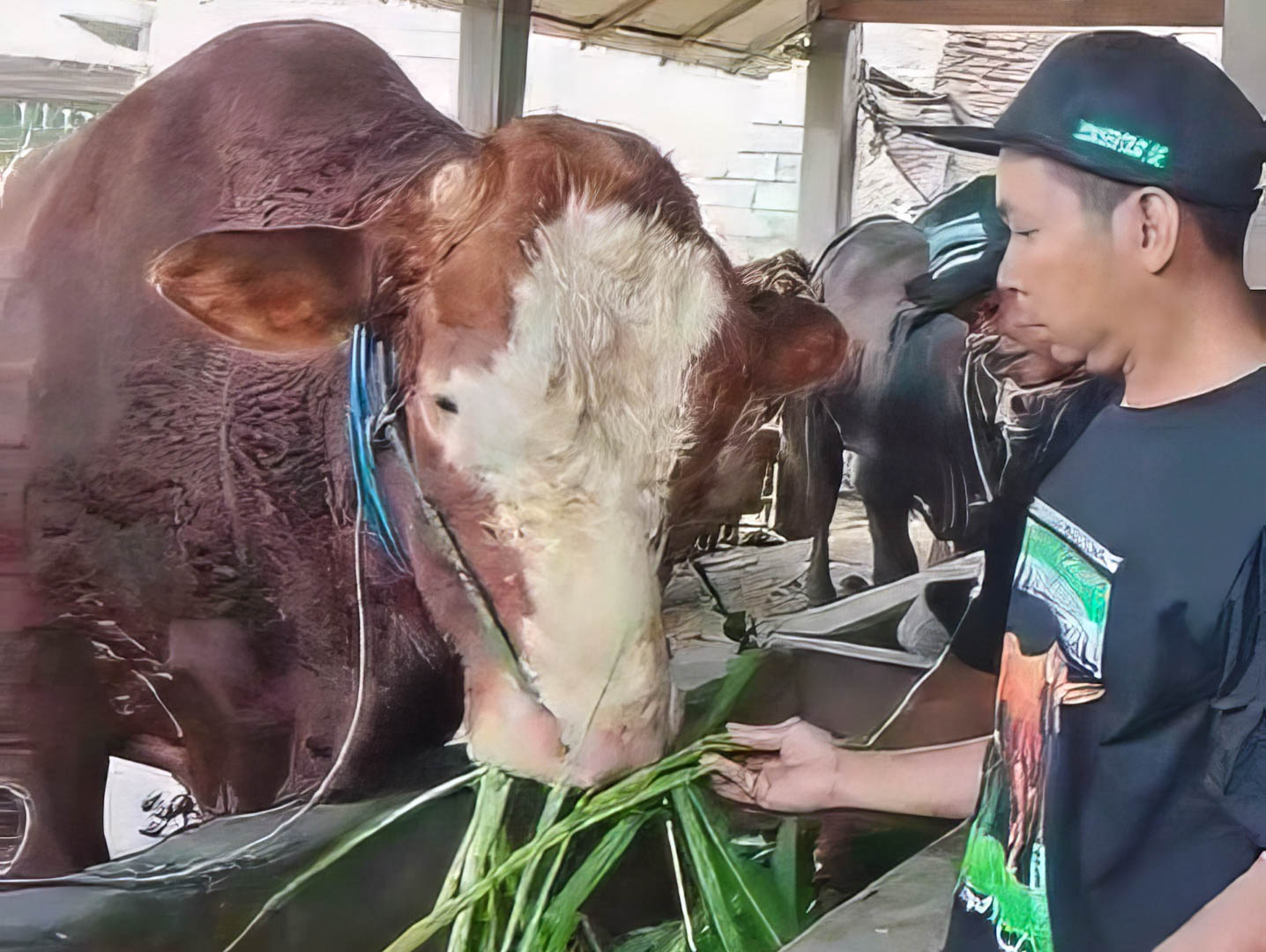 Sapi 984 Kg Peternak Blitar Jadi Kurban Presiden Prabowo